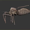 Brown insect with leaf like texture and long slender legs on dark background with reflection 3d model