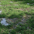 soil wetland grassland soil 3d model