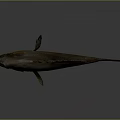 Colorful Brown And Red Fish With Scales And Fins On Gray Background