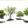 Outdoor Tree Pits With Green Grass White Borders And Leafy Trees Under Blue Sky