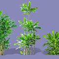 Lush Green Decorative Shrubs with Various Heights and Healthy Foliage for Garden Landscaping
