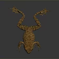 Frog Poison Frog Game Frog Reptile Cold Blooded Animal Reptile 3d model