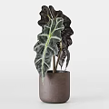 Potted Plants with Large Variegated Leaves in Textured Light Gray White and Dark Brown Planters