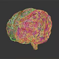 Transparent Brain Sculpture With Hair Like Textured Surface And Glass Display Base