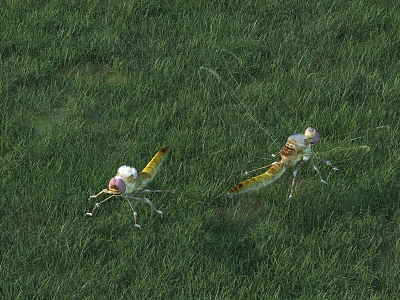 dragonfly animal model