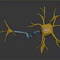 Neurons Nerve cells Nerve endings Human nerves 3d model