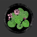 Beautiful Water Lilies And Green Lily Pads In Stone Basin With Calm Water
