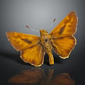 Orange Butterfly with Vibrant Wings and Intricate Patterns on Black Background Showing Clear Reflection