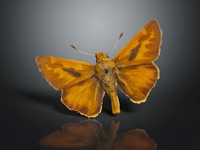 Orange Butterfly with Vibrant Wings and Intricate Patterns on Black Background Showing Clear Reflection 3d model