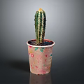 Potted Cactus Plant in Decorative Planter with Pink and Green Floral Patterns