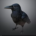 3D Rendered Blue And Brown Crow With Black Eyes Standing On Gray Background