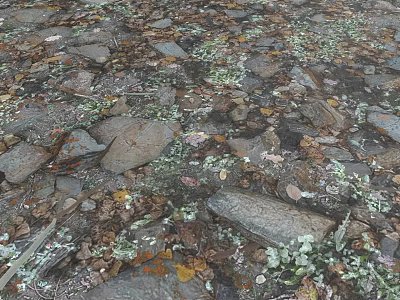 Detailed Natural Micro Terrain View With Irregular Rocks Fallen Leaves And Mossy Patches 3d model