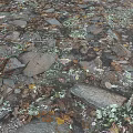 Detailed Natural Micro Terrain View With Irregular Rocks Fallen Leaves And Mossy Patches