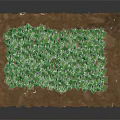 Bright Yellow Sunflowers With Green Stems And Leaves Growing In Brown Soil