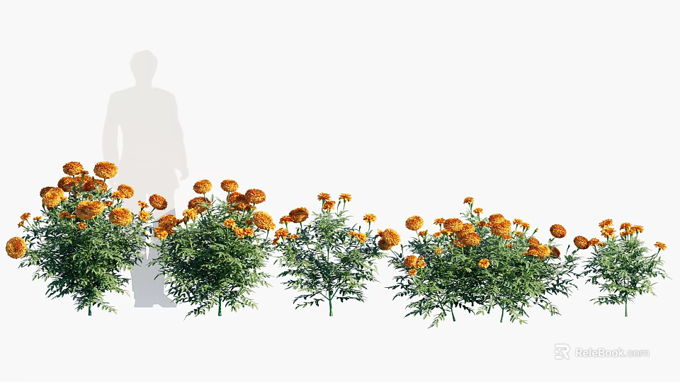 Blooming Orange Marigold Flowers With Green Leaves In A Row Beside A Person's Silhouette 3d model 