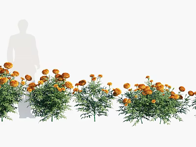 Blooming Orange Marigold Flowers With Green Leaves In A Row Beside A Person's Silhouette 3d model