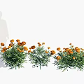 Blooming Orange Marigold Flowers With Green Leaves In A Row Beside A Person's Silhouette