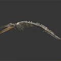 Detailed Whale Skeleton Showing Organ Structure Isolated on Dark Background