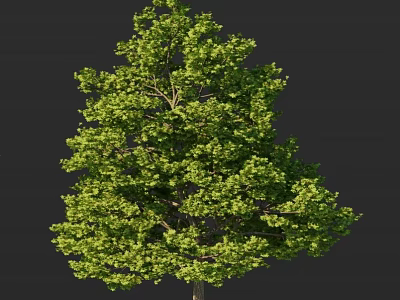 Lush Green Arbor Featuring Dense Foliage Tall Trunk And Green Leaves Isolated on Dark Background 3d model