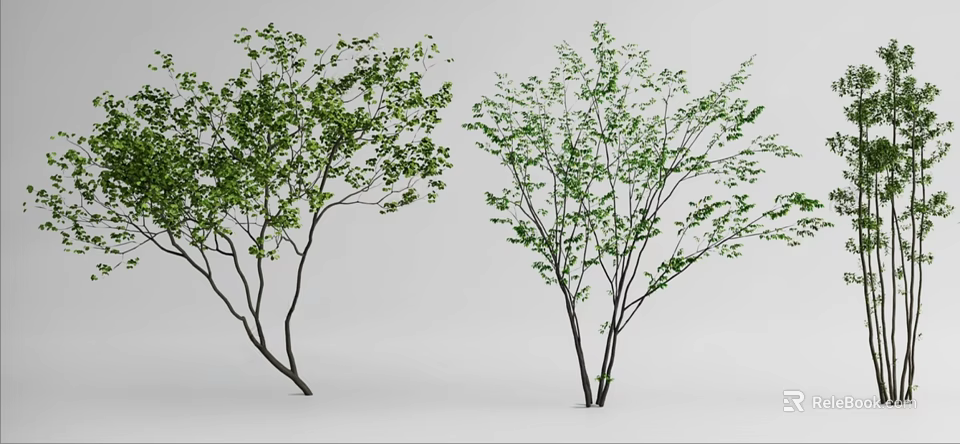 Two Shrubs With Green Leaves And Slender Branches In White Background 3d model 