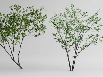 Two Shrubs With Green Leaves And Slender Branches In White Background 3d model