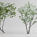 Two Shrubs With Green Leaves And Slender Branches In White Background
