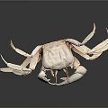 Light Colored Crab With Large Claws Isolated On Gray Background With Reflection 3d model