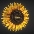 Radiant Sunflower Bloom with Bright Yellow Petals and Dark Center Disc