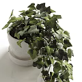 Potted Plants With Lush Green Leaves And Hanging Vines In White Ceramic Pots