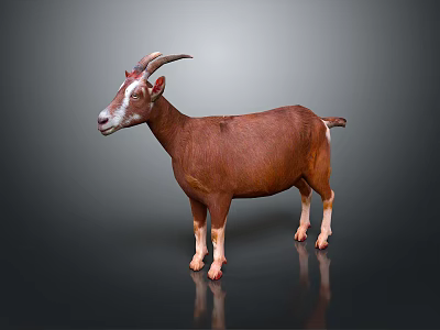 Brown Goat With Curved Horns Full Body Standing On Dark Background With Reflection 3d model
