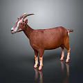 Brown Goat With Curved Horns Full Body Standing On Dark Background With Reflection 3d model