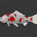 Red and White Spotted Koi Fish Isolated With Reflection On Dark Surface 3d model