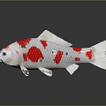 Modern Fish Cold Water Fish Koi Goldfish 3d model