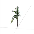 Ornamental Green Leafy Plant With Large Fresh Leaves And Purple Stem