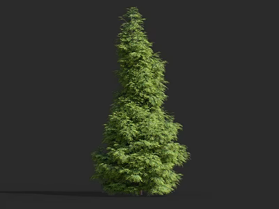 Tall Evergreen Arbor Tree With Lush Green Foliage And Upright Shape 3d model