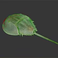 Close Up View of Horseshoe Crab with Reddish Brown Shell and Long Tail on Dark Surface