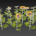 Beautiful Vibrant Yellow Sunflowers With Green Leaves In Full Bloom