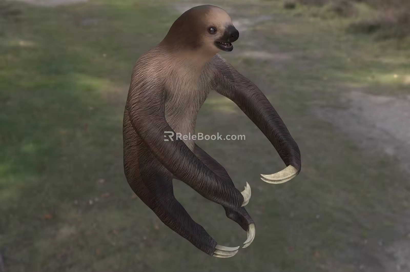 two-toed sloth two-toed sloth biological animal 3d model