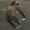 two-toed sloth two-toed sloth biological animal 3d model