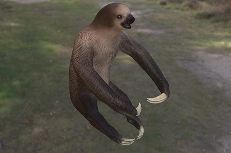 two-toed sloth two-toed sloth biological animal 3d model