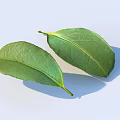 Fresh Green Leaves With Natural Texture And Shadow On White Background