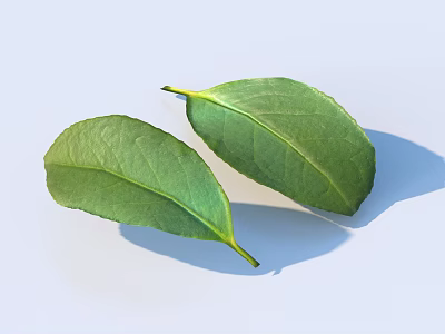 Fresh Green Leaves With Natural Texture And Shadow On White Background 3d model
