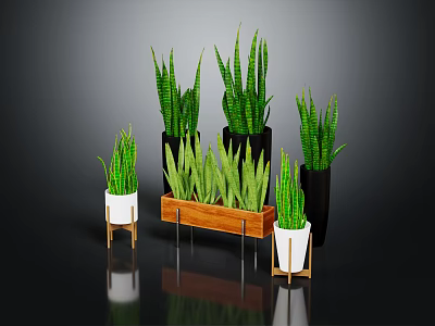 Snake Plant Varieties in Different Size Pots with White Black and Wooden Tray 3d model