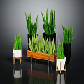 Snake Plant Varieties in Different Size Pots with White Black and Wooden Tray