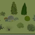 Tall Evergreen Trees in Green Grassland with Different Shrubs and Flowering Plants