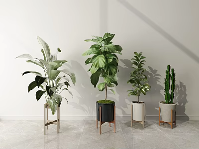 Different Decorative Potted Plants on Stylish Stands Against White Wall and Light Floor 3d model