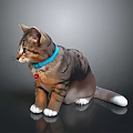 Tabby Cat With Blue Collar Red Bell And White Paws On Black Shiny Surface