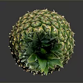 Fresh Pineapple With Green Leaves And Shiny Yellow Skin On Black Background