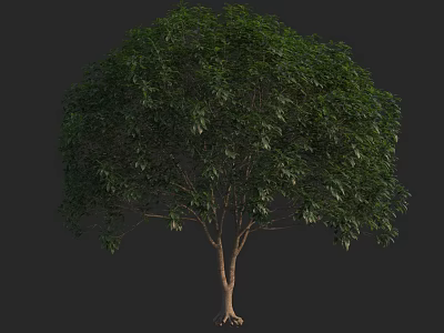 Lush Green Tree With Dense Foliage Brown Trunk Visible Roots Against Dark Background 3d model