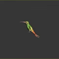 Flying Hummingbird With Green Body Yellow Orange Wings And Red Tail On Gray Background